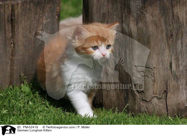 Deutsch Langhaar Ktzchen / German Longhair Kitten / PM-02419