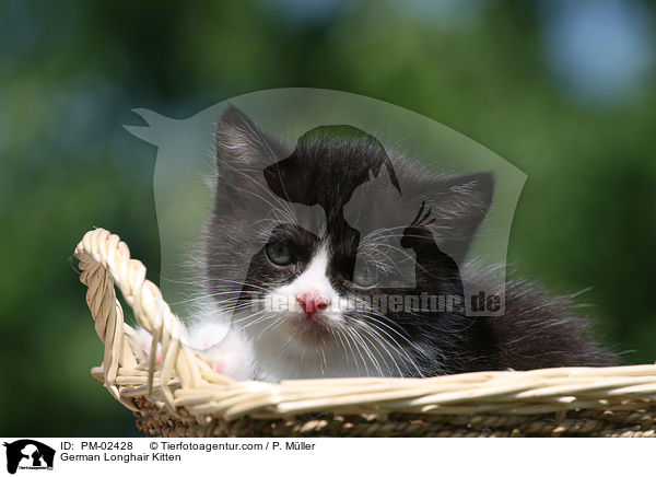 Deutsch Langhaar Ktzchen / German Longhair Kitten / PM-02428