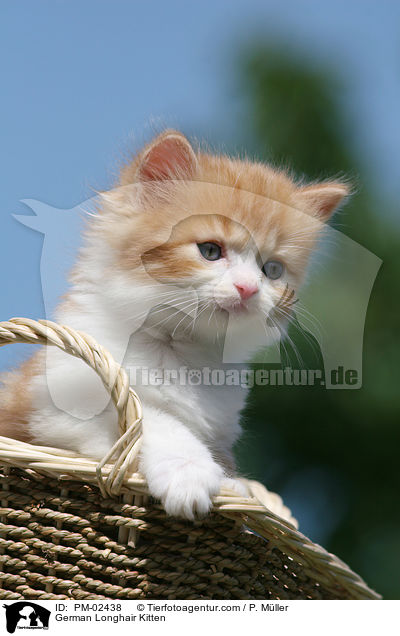 Deutsch Langhaar Ktzchen / German Longhair Kitten / PM-02438