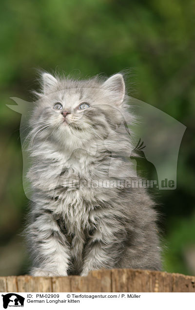 Deutsch Langhaar Ktzchen / German Longhair kitten / PM-02909