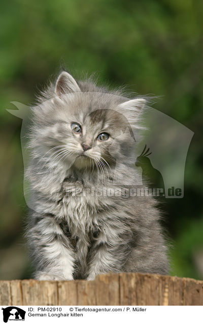 Deutsch Langhaar Ktzchen / German Longhair kitten / PM-02910