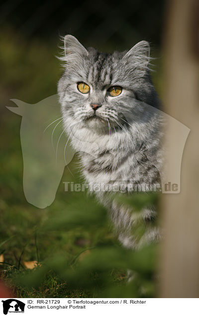 Deutsch Langhaar Portrait / German Longhair Portrait / RR-21729