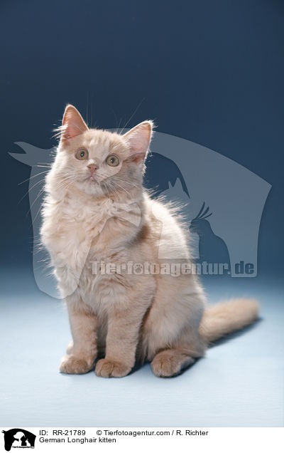 Deutsch Langhaar Ktzchen / German Longhair kitten / RR-21789