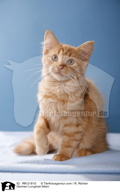 Deutsch Langhaar Ktzchen / German Longhair kitten / RR-21810