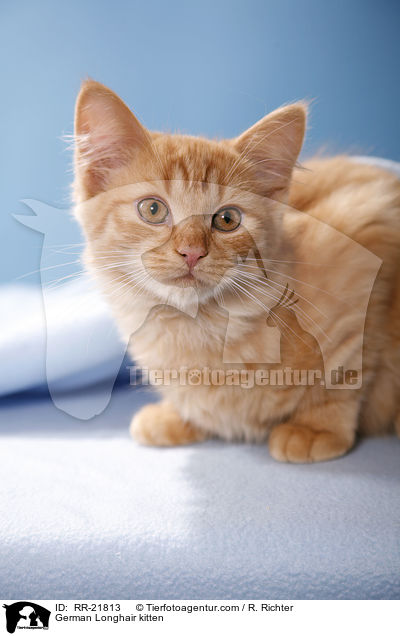 Deutsch Langhaar Ktzchen / German Longhair kitten / RR-21813