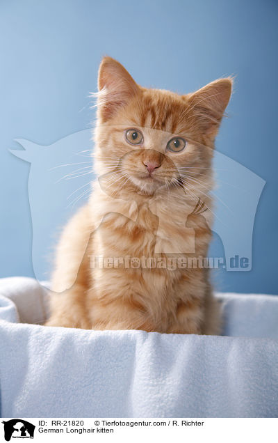 Deutsch Langhaar Ktzchen / German Longhair kitten / RR-21820