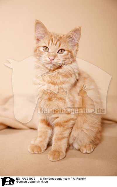 Deutsch Langhaar Ktzchen / German Longhair kitten / RR-21905