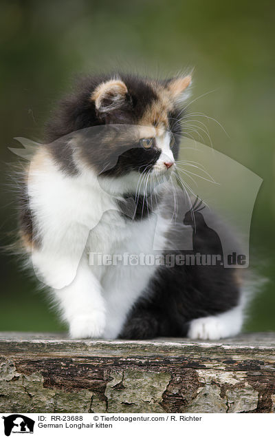 Deutsch Langhaar Ktzchen / German Longhair kitten / RR-23688