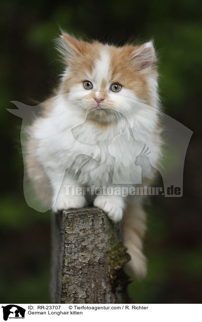 Deutsch Langhaar Ktzchen / German Longhair kitten / RR-23707