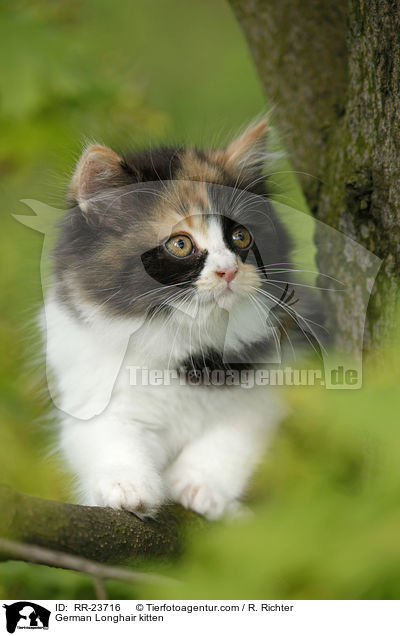 Deutsch Langhaar Ktzchen / German Longhair kitten / RR-23716