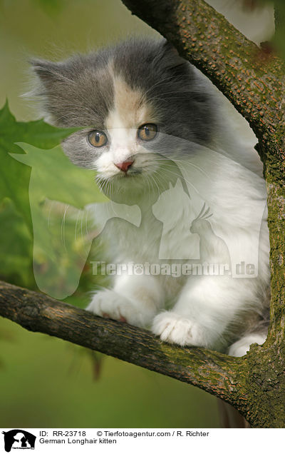 German Longhair kitten / RR-23718