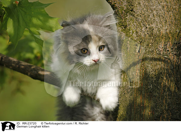 Deutsch Langhaar Ktzchen / German Longhair kitten / RR-23720