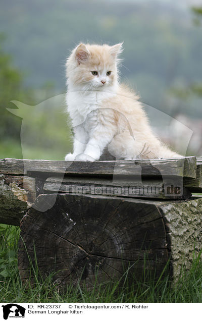 Deutsch Langhaar Ktzchen / German Longhair kitten / RR-23737