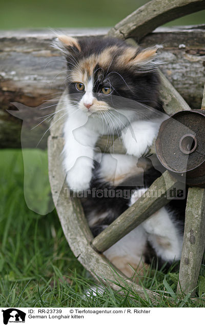 Deutsch Langhaar Ktzchen / German Longhair kitten / RR-23739