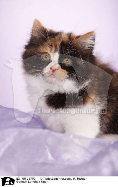 Deutsch Langhaar Ktzchen / German Longhair kitten / RR-23753