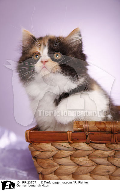 German Longhair kitten / RR-23757