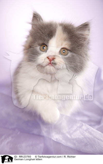 Deutsch Langhaar Ktzchen / German Longhair kitten / RR-23760