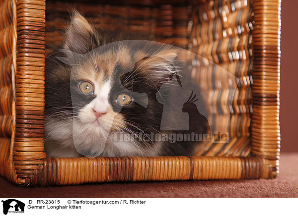 German Longhair kitten / RR-23815