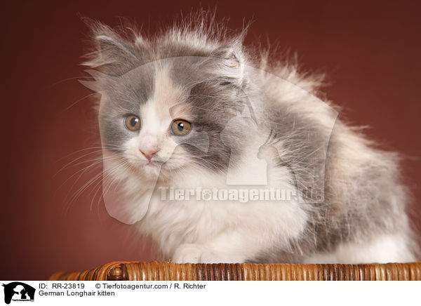 Deutsch Langhaar Ktzchen / German Longhair kitten / RR-23819