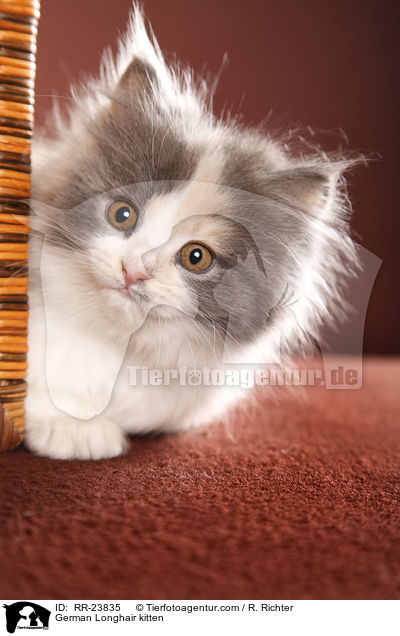 Deutsch Langhaar Ktzchen / German Longhair kitten / RR-23835