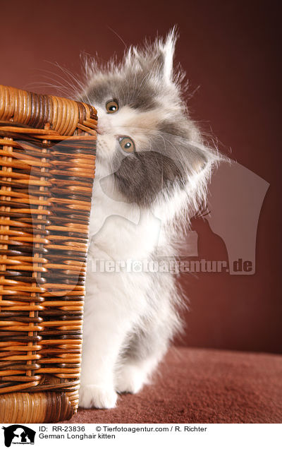 Deutsch Langhaar Ktzchen / German Longhair kitten / RR-23836