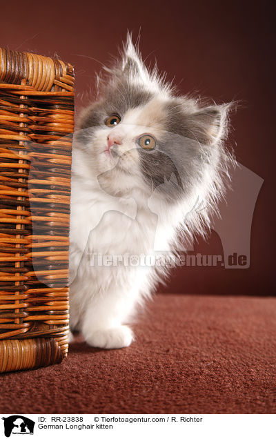 Deutsch Langhaar Ktzchen / German Longhair kitten / RR-23838