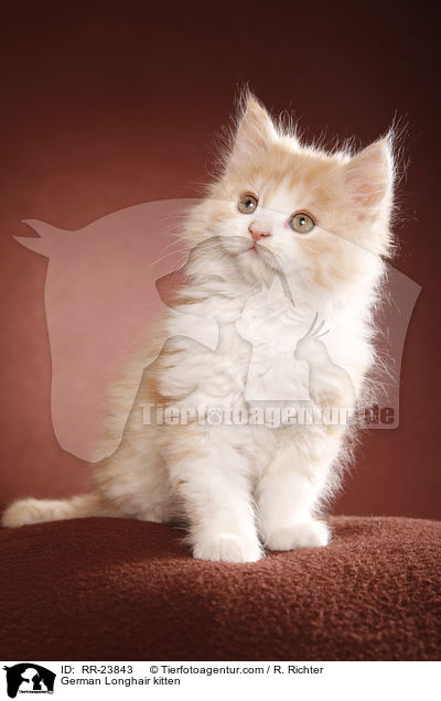 Deutsch Langhaar Ktzchen / German Longhair kitten / RR-23843