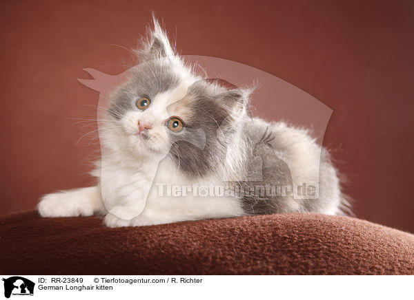 Deutsch Langhaar Ktzchen / German Longhair kitten / RR-23849