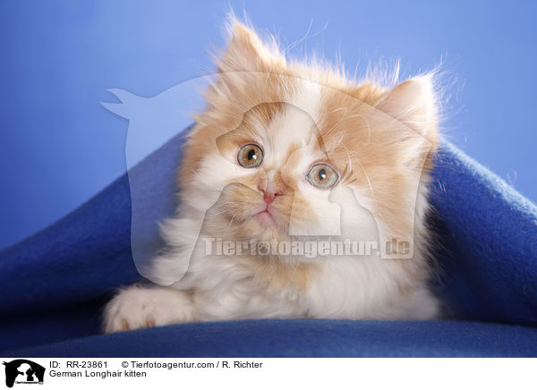 Deutsch Langhaar Ktzchen / German Longhair kitten / RR-23861