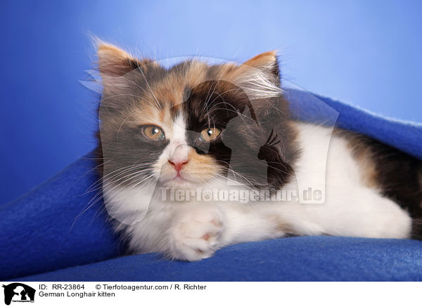 Deutsch Langhaar Ktzchen / German Longhair kitten / RR-23864