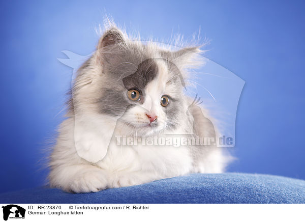 Deutsch Langhaar Ktzchen / German Longhair kitten / RR-23870