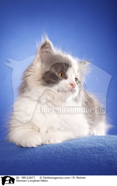 Deutsch Langhaar Ktzchen / German Longhair kitten / RR-23871