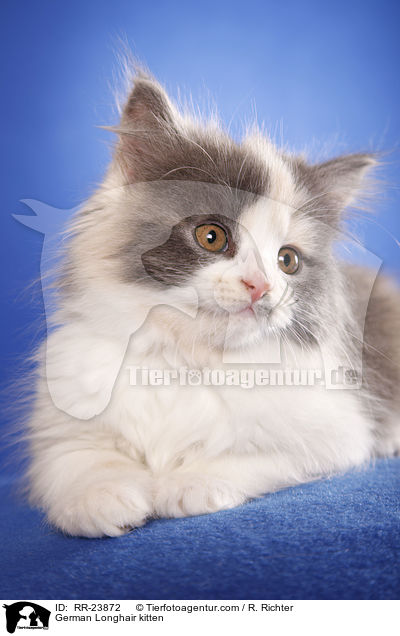 Deutsch Langhaar Ktzchen / German Longhair kitten / RR-23872