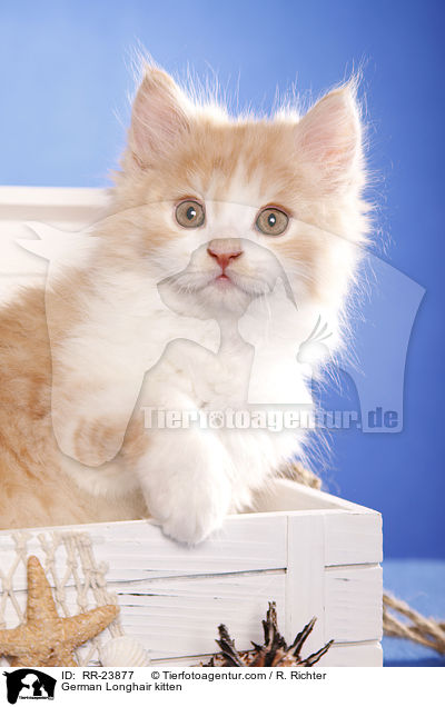 Deutsch Langhaar Ktzchen / German Longhair kitten / RR-23877