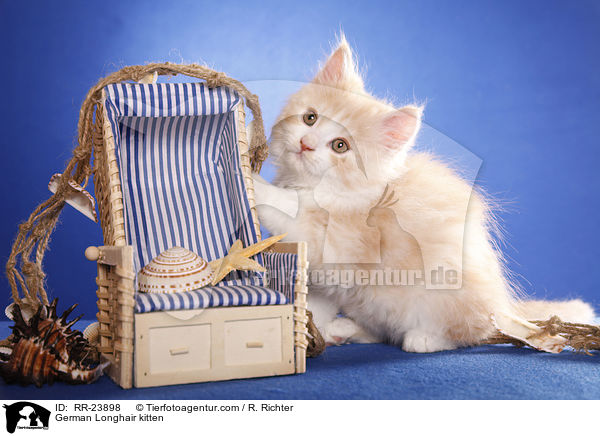 Deutsch Langhaar Ktzchen / German Longhair kitten / RR-23898