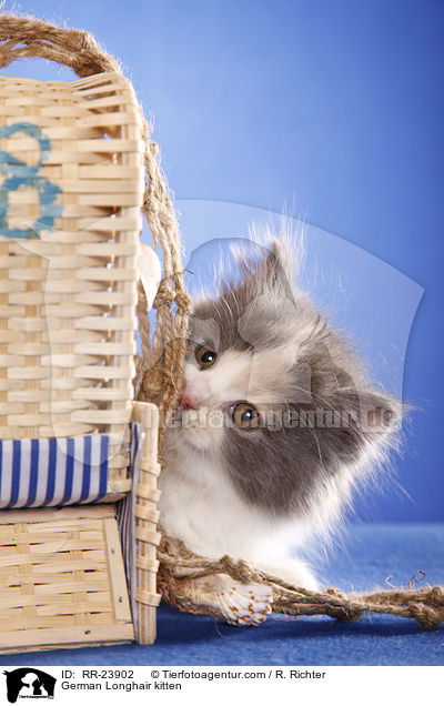 Deutsch Langhaar Ktzchen / German Longhair kitten / RR-23902