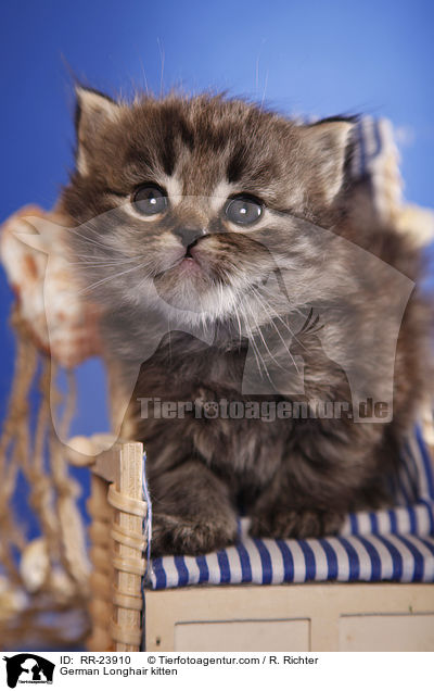 Deutsch Langhaar Ktzchen / German Longhair kitten / RR-23910