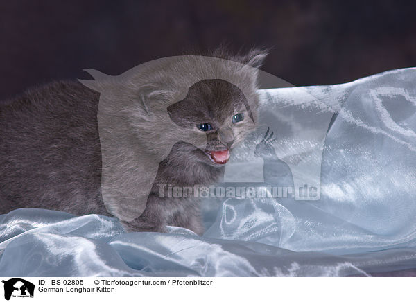 Deutsch Langhaar Ktzchen / German Longhair Kitten / BS-02805