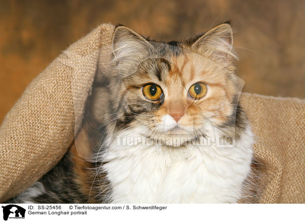 Deutsch Langhaar Portrait / German Longhair portrait / SS-25456