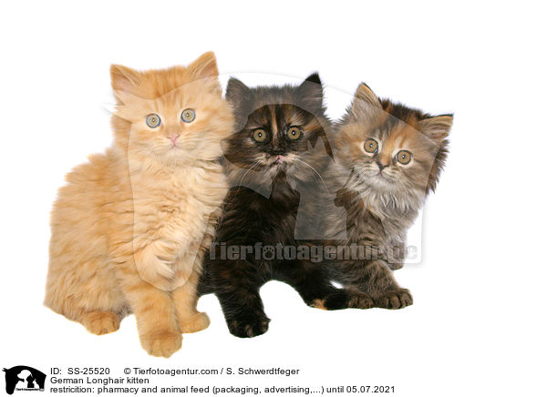 German Longhair kitten / SS-25520