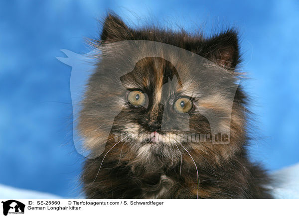 Deutsch Langhaar Ktzchen / German Longhair kitten / SS-25560