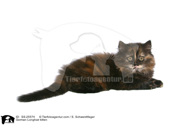 Deutsch Langhaar Ktzchen / German Longhair kitten / SS-25574