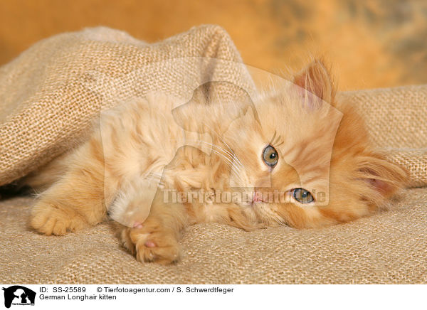 Deutsch Langhaar Ktzchen / German Longhair kitten / SS-25589