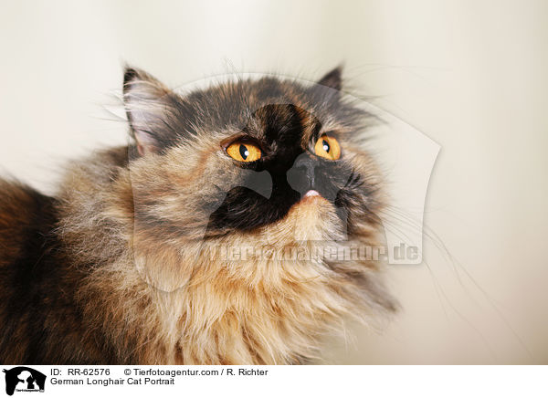 Deutsch Langhaar Portrait / German Longhair Cat Portrait / RR-62576