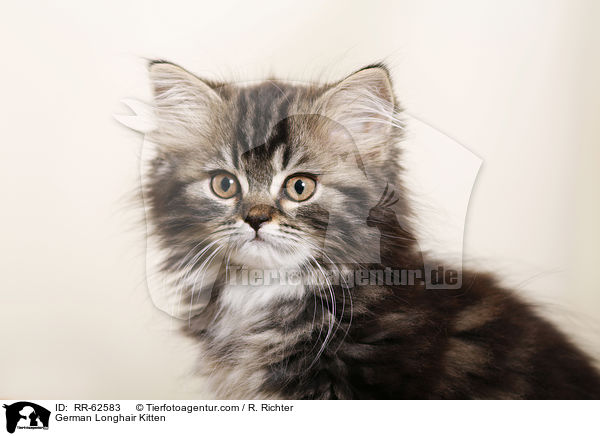 Deutsch Langhaar Ktzchen / German Longhair Kitten / RR-62583