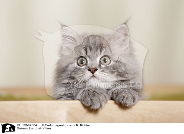 Deutsch Langhaar Ktzchen / German Longhair Kitten / RR-62604