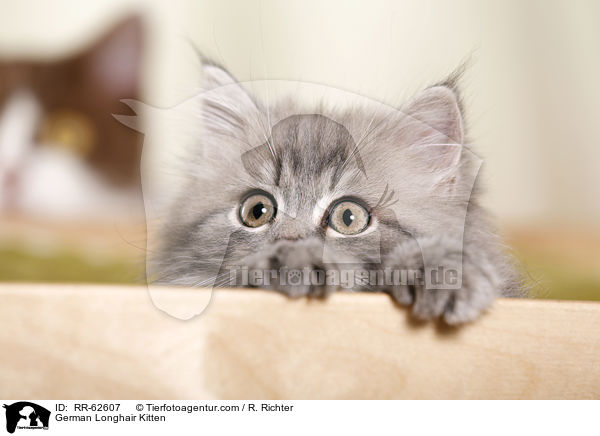 Deutsch Langhaar Ktzchen / German Longhair Kitten / RR-62607