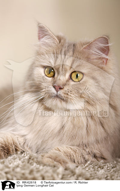 liegende Deutsch Langhaar / lying German Longhair Cat / RR-62618