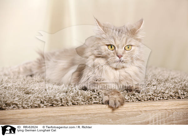 liegende Deutsch Langhaar / lying German Longhair Cat / RR-62624