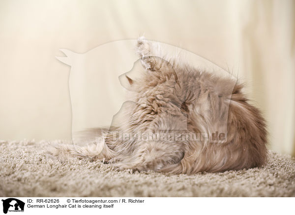 Deutsch Langhaar putzt sich / German Longhair Cat is cleaning itself / RR-62626